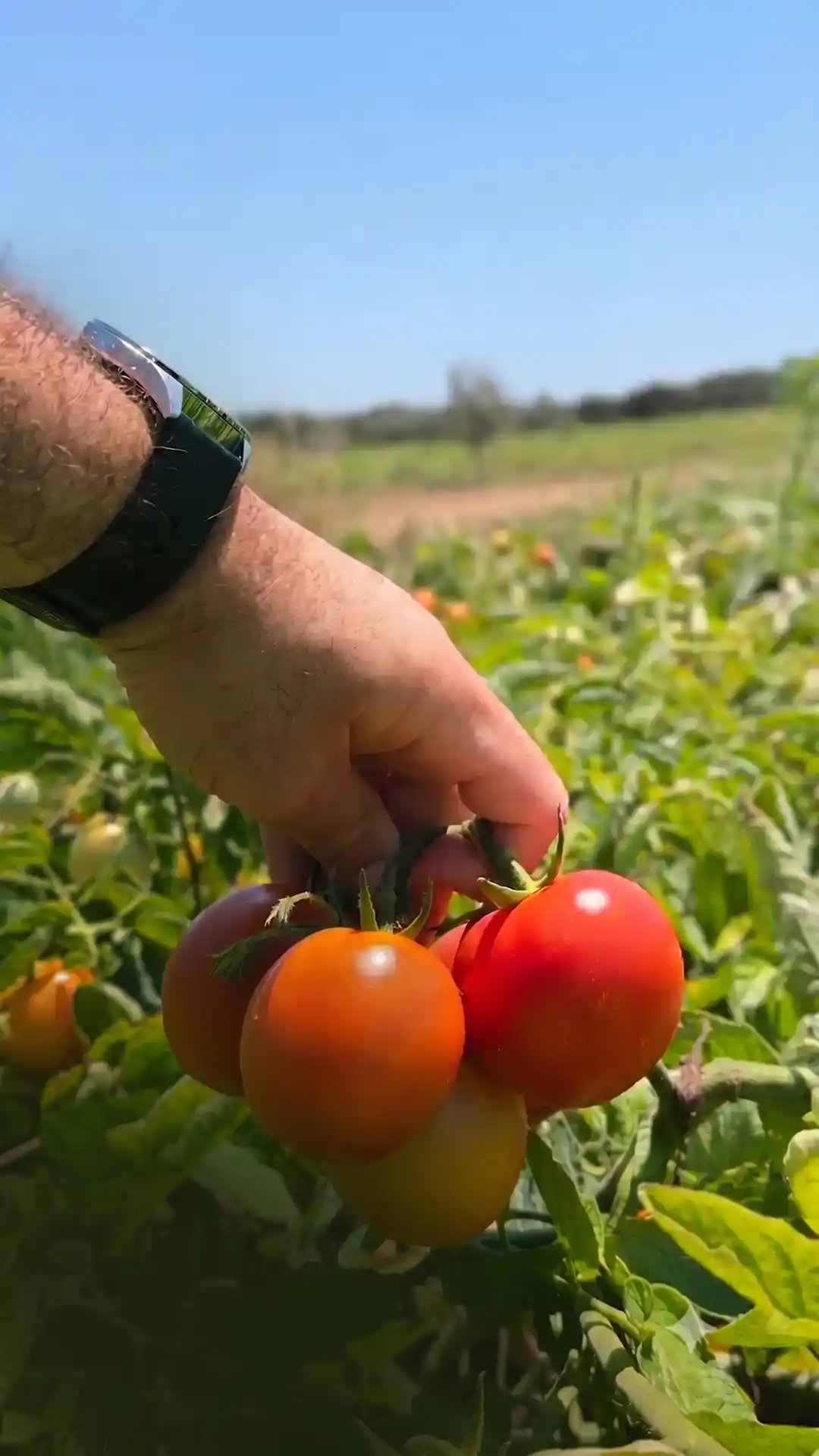 El bourek tomate